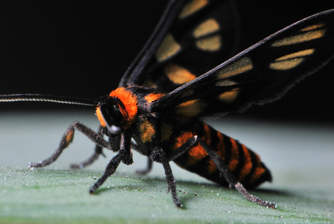 Tiger Moth